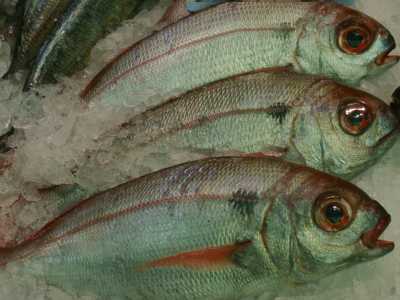 L�Occhione (Pagellus bogaraveo). Foto di Tamorlan